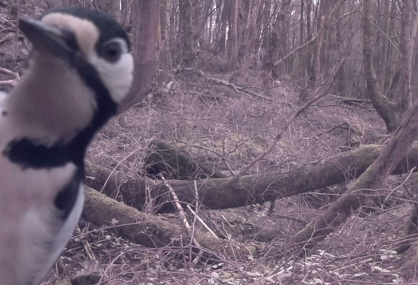 image from Raspberry Pi Wildlife Camera