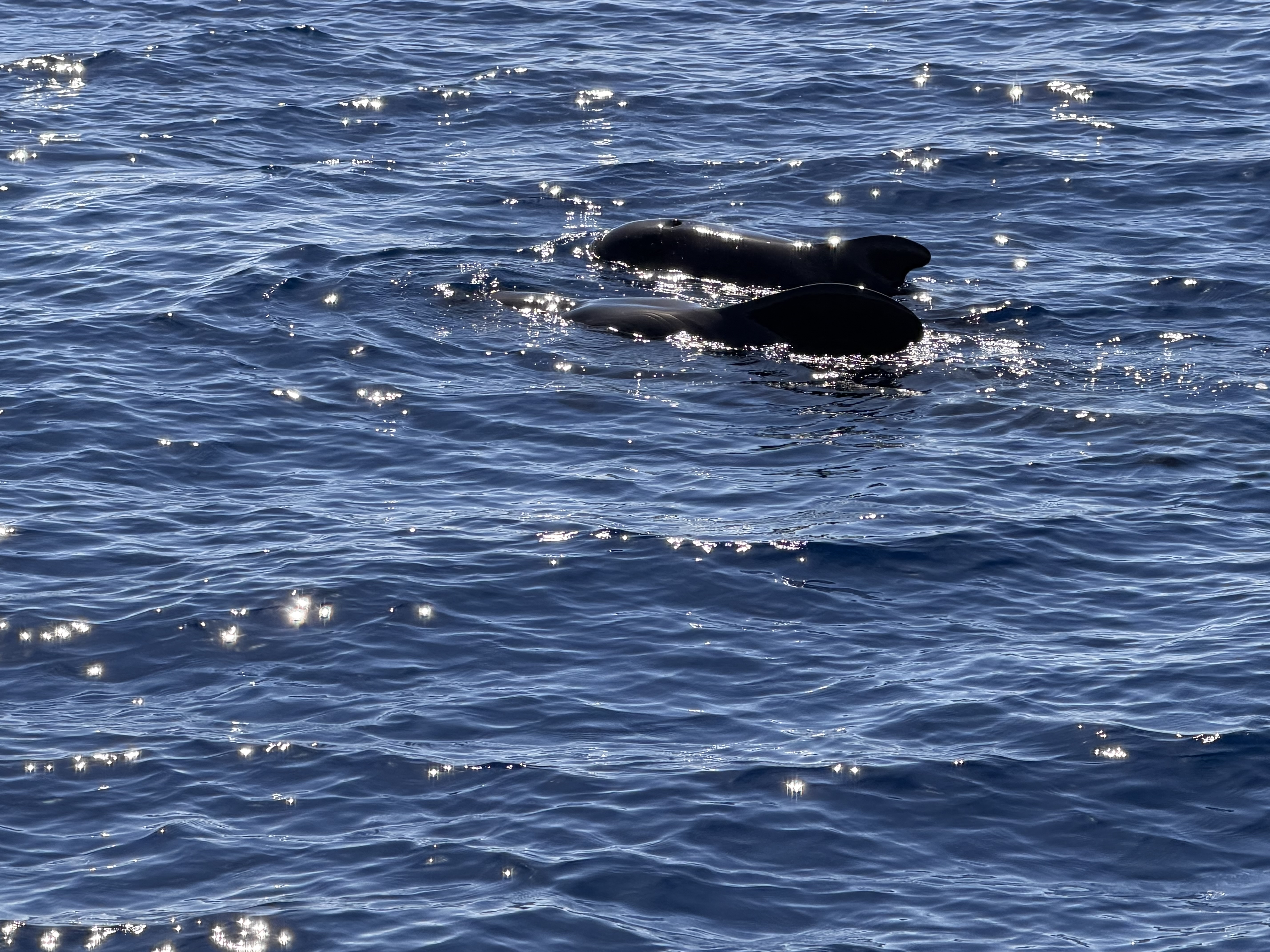 image from “Test blog from iPhone"